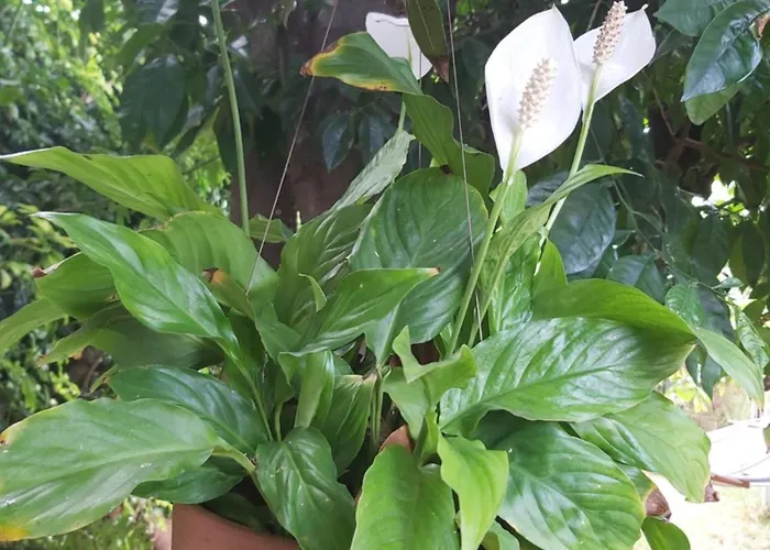 Remarkable 4-bed Villa